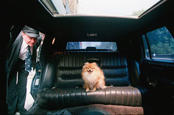 dog in limo